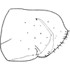 Pygofer, lateral view on Mileewa (Mileewa) margheritae Distant, 1908: Pygofer, lateral view. (Observation).
