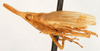 Habitus, lateral view: (Observation).