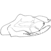 Pygofer, lateral view: Pygofer, lateral view. (Observation).