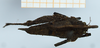CollectionObject 1584421; 80110a2d-116f-48e6-9d43-f32d571424fa: female, dorsal view (syntype). (CollectionObject).