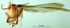 CollectionObject 1581462; 15934e76-15fa-4485-acd2-bb6adccd1ff9, DORSA BA000538S01: male, frontal view (paralectotype). (CollectionObject).
