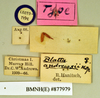 Dorylaea andrewsi (Hanitsch, 1931): Lectotype, female, labels. BMNH(E)#877979. (Otu).