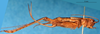 CollectionObject 1590028; 41e30de1-8d9a-43ab-a41d-597043c6d53b: female, lateral view (allotype). (CollectionObject).