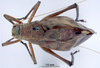 CollectionObject 1530690; 79a2546f-0856-4929-be33-f16e55ae0758, DORSA STcorabrS01: male, dorsal view (holotype). (CollectionObject).
