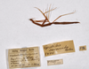 CollectionObject 1558078; 74e9ed51-31d7-4577-89c7-f57374ac2daf: copyright ZMHB, Berlin. female, data labels (holotype). (CollectionObject).