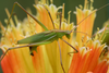 Tenerasphaga meruensis (Sjöstedt, 1910): 2011. male (Kilimanjaro, western slopes, savanna grassland). (Otu).