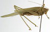 female, lateral view (syntype of Phaneroptera conspersa). Depicts CollectionObject 1529810; ddc9d82a-9c86-455d-a2ab-9ccfa29c7446, a CollectionObject.