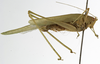 CollectionObject 1529810; ddc9d82a-9c86-455d-a2ab-9ccfa29c7446: female, lateral view (syntype of Phaneroptera conspersa). (CollectionObject).
