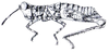 Acridocryptus pusillus Descamps, 1976: Fig. 61. female, habitus. (Otu).