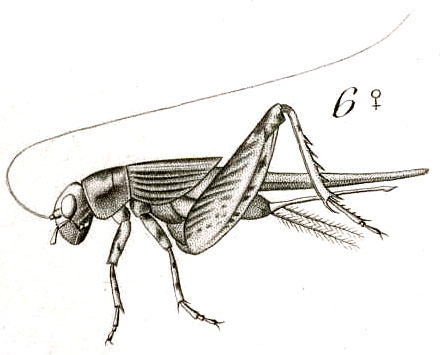 Fig. 6. female habitus (Gryllus pusillus). Depicts Miogryllus convolutus (Johannson, 1763), an Otu.