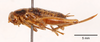 CollectionObject 1523708; c178c294-ee21-41d2-8f00-905cad2ac003, ANSP1093: female, lateral view (holotype). (CollectionObject).