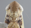 Head on Altaiotettix forficula Vilbaste, 1965: Head - Female. (Observation).
