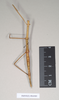 CollectionObject 1558001; NHMUK(SF IMPORT DUPLICATE) 844909, c78aab5a-793f-44bf-a38b-8755346809e4: copyright Natural History Museum, London. female of synonym Gratidia hebraica (holotype). (CollectionObject).