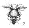 Head: !! display not done !! on Cyphonia clavata (Fabricius, 1787): (Observation).