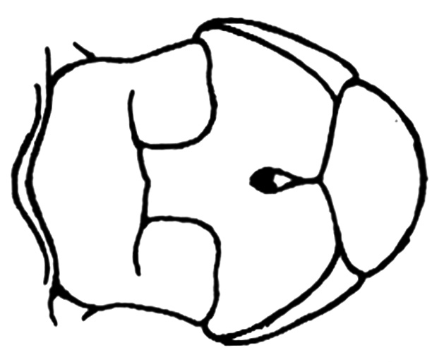 Fig. 30D. male sternum. Depicts Borellia alejomesai Carbonell, 1995, an Otu.