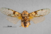 Habitus, dorsal view: !! display not done !! on Scaralina marmorata (Spinola, 1839): (Observation).