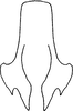 Anal tube processes on Falcitettix (Falcitettix) guttiger (Kusnezov, 1929): as Mocuellus minor, ventral view. (Observation).