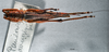 CollectionObject 1516508; NNM 3225875, 0e4424c4-8fdd-41fb-b832-4d1c8f77778d: female, dorsal view (paratype of Salomona aeruginifrons). (CollectionObject).
