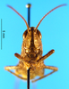 CollectionObject 1505447; 161e2add-fe78-4cf0-b04b-fdf3f76ea1e5: female, frontal view (paratype of Chorthippus miramae). (CollectionObject).