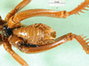 CollectionObject 1595445; 47837a18-901b-493f-9211-5a29fa518c14: male abdomen, ventral view. (CollectionObject).