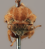 Head on Gargara (Gargara) tuberculata Funkhouser, 1914: (Observation).