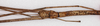 Phobaeticus philippinicus (Hennemann & Conle, 1997): copyright ZMSC. female (paratype). (Otu).