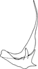 Aedeagus, lateral view on Eupterella mexicana DeLong & Ruppel, 1950: Aedeagus, lateral view (paratype). (Observation).