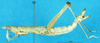 CollectionObject 1580307; 5d398b37-7357-42ce-b9c8-088f63f770bb: female, lateral view (paralectotype). (CollectionObject).