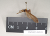 CollectionObject 1559136; 4847e430-3e4c-49c5-b947-06df40d1d5c6: copyright Natural History Museum, London. male, lateral view of synonym Aschipasma servilleanum (syntype). (CollectionObject).;CollectionObject 1559137; b8ac4296-6fb5-483e-882d-f510a8c3345d: copyright Natural History Museum, London. male, lateral view of synonym Aschipasma servilleanum (syntype). (CollectionObject).