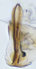 Aedeagus, ventral view on Exitianus nanus (Distant, 1908): (Observation).