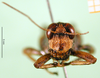 CollectionObject 1502802; 8e8d8747-a2ec-4187-b45d-808d644c8ef1: male, frontal view (syntype of Serpusia deminuta). (CollectionObject).