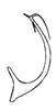Aedeagus, lateral view on Carapona munia (DeLong & Freytag, 1975): Male: aedeagus, lateral view. (Observation).