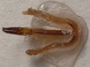 CollectionObject 1505812; 7c290288-cd51-4322-872a-f277a007a54f: male titillators (holotype of Eupholidoptera kinzelbachi). (CollectionObject).