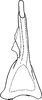 Aedeagus, ventral view on Austroagallia sinuata (Mulsant & Rey, 1855): Aedeagus, ventral view. (Observation).