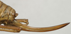 CollectionObject 1535959; 6f79ee15-dc38-4516-b718-cca6615d0ba6: female ovipositor (paralectotype). (CollectionObject).
