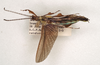 CollectionObject 1584348; CC ANIC Database No. 15 000074, 35145325-2a22-4ba4-8890-38ac04956134: copyright ANIC. male, dorsal view (holotype). (CollectionObject).
