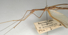 CollectionObject 1561842; NMW 1020, ebb6a19d-0dcf-49cf-b693-9752661dbd6c: copyright NMW, Vienna. male: head and thorax, lateral view (holotype). (CollectionObject).