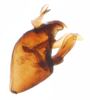 Pygofer, lateral view on Delphacodes darwini Muir, 1929: (Observation).