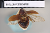Diploptera minor (Brunner von Wattenwyl, 1865): Copyright NHM, London. Lectotype female of synonym Diploptera silphoides, dorsal view. (Otu).