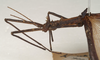 CollectionObject 1557168; 7c0b073b-df05-4ff6-a668-9c8ad535c76c: copyright St. Petersburg. male: head and thorax, lateral view synonym Asceles cornucervi (holotype). (CollectionObject).