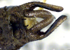 Ixalodectes megacercus Rentz, 1985: male cerci (paratype). (Otu).