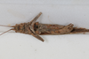 CollectionObject 1505790; f66dcb63-6045-4d5d-acc7-ba5b68075af6: male, ventral view (syntype). (CollectionObject).