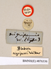 Monastria biguttata (Thunberg, 1826): Copyright Natural History Museum, London. Labels from holotype (adult male) in BM(NH). (Otu).