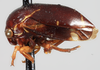 Habitus, lateral view: (Observation).