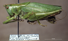 CollectionObject 1528094; 5f65651c-8f3a-44bc-b668-19249740fe77: male, lateral view (holotype). (CollectionObject).