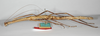 CollectionObject 1557399; 0e7fe868-4a1d-4bd3-af5b-c99814a9e649: copyright ZMB, Berlin. female, lateral view of Bacteria bituberculata (holotype). (CollectionObject).