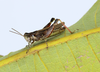 Baeacris punctulata (Thunberg, 1824): male (Brazil, Minas Gerais, Reserva Ecológica do Panga). (Otu).