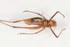 CollectionObject 1505905; c0b53767-6a50-421d-b906-e933c03344de: female, ventral view (syntype). (CollectionObject).