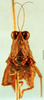 CollectionObject 1505189; a48f3319-4183-4f33-a2e8-29a1bb11c6d9, DORSA D061XF02: female, frontal view (syntype). (CollectionObject).