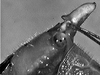 Copiphora brevicauda costaricensis Naskrecki, 2000: male fastigium of vertex, lateral view (Costa Rica, Heredia Prov., La Selva). (Otu).
